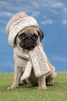Pugs Collection: Picture No. 11051444