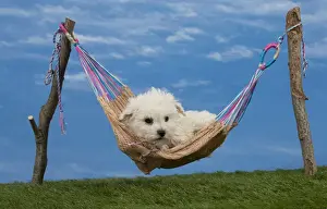 Hammock Prints: Picture No. 11051464