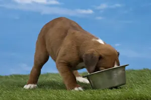 Boxer Prints: Picture No. 11051468
