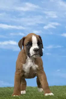 Boxer Prints: Picture No. 11051470