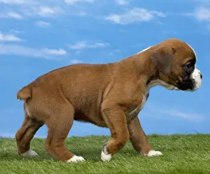 Boxer Prints: Picture No. 11051472