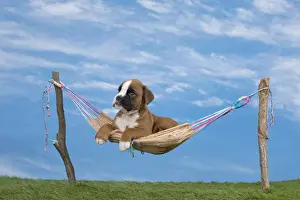 Boxer Prints: Picture No. 11051486