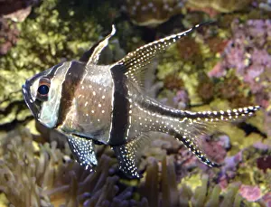 Cardinalfish Prints: Picture No. 11051719