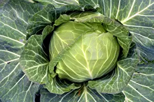 Cabbage Prints: Picture No. 11051737