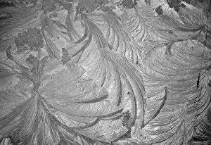 Feathery Prints: Picture No. 11051741