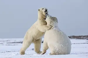 Hugs Prints: Picture No. 11051882