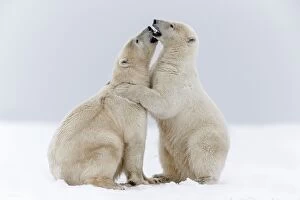 Polar Bears Collection: Picture No. 11051921