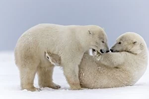 Polar Bears Collection: Picture No. 11051923
