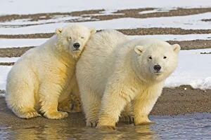 Polar Bears Collection: Picture No. 11051941