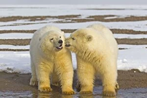 Polar Bears Collection: Picture No. 11051942