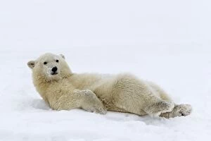 Polar Bears Collection: Picture No. 11051975