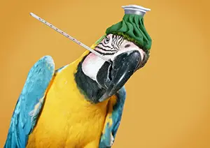 Macaws Prints: Picture No. 11051999
