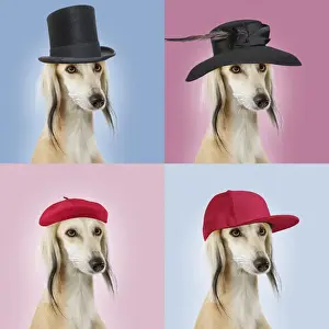 Greyhound Prints: Picture No. 11052013