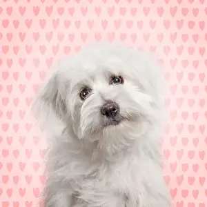 Coton Prints: Picture No. 11052023