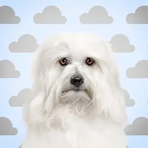 Coton Prints: Picture No. 11052025