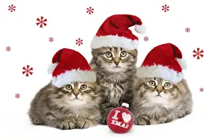 Christmas Prints: Picture No. 11052026