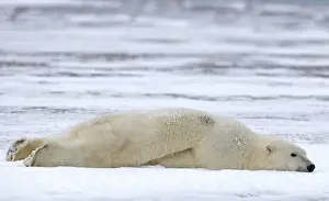Ursus Prints: Picture No. 11052030