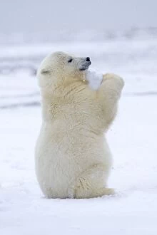 Polar Bears Collection: Picture No. 11052031