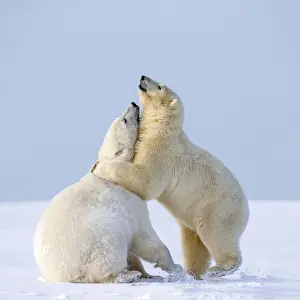 Hugs Prints: Picture No. 11052033