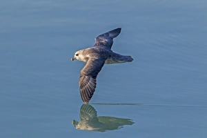 Fulmar Collection: Picture No. 11066379