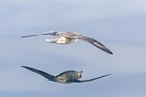 Fulmar Collection: Picture No. 11066382