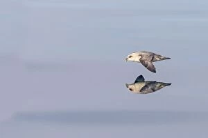 Fulmar Collection: Picture No. 11066383