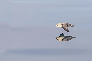 Fulmar Collection: Picture No. 11066383