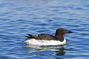 Guillemot Collection: Picture No. 11066389