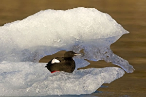 Guillemot Collection: Picture No. 11066395