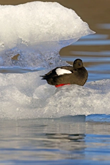 Guillemot Collection: Picture No. 11066396