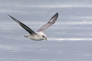 Images Dated 13th August 2012: Picture No. 11066400