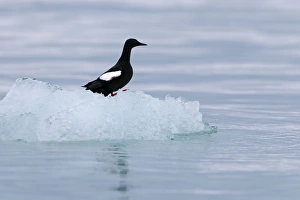 Guillemot Collection: Picture No. 11066401