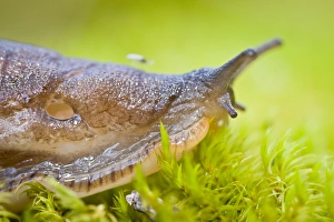 Gastropods Collection: Picture No. 11066588