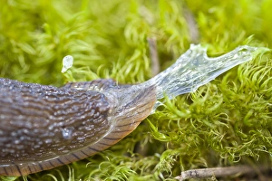 Gastropods Collection: Picture No. 11066589