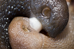 Gastropods Collection: Picture No. 11066590