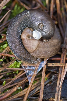 Gastropods Collection: Picture No. 11066591
