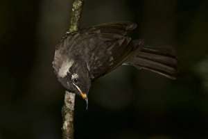 Honeyeater Collection: Picture No. 11066629