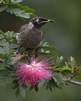 Honeyeater Collection: Picture No. 11066630