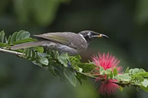 Honeyeater Collection: Picture No. 11066631