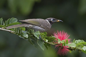 Honeyeater Collection: Picture No. 11066631