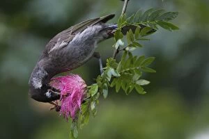 Honeyeater Collection: Picture No. 11066632