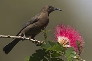 Honeyeater Collection: Picture No. 11066635