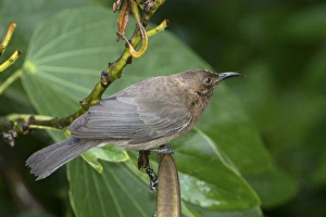 Honeyeater Collection: Picture No. 11066636