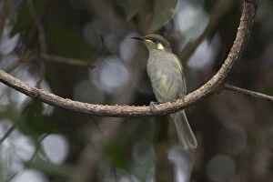 Honeyeater Collection: Picture No. 11066641