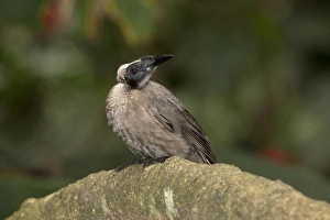 Friarbird Collection: Picture No. 11066645