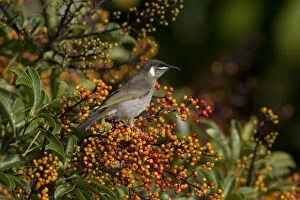 Honeyeater Collection: Picture No. 11066649