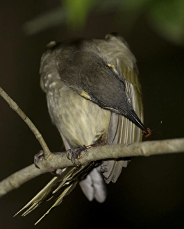 Honeyeater Collection: Picture No. 11066650