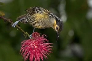 Honeyeater Collection: Picture No. 11066654