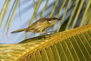 Honeyeater Collection: Picture No. 11066698
