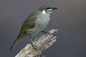 Honeyeater Collection: Picture No. 11066755